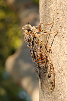 Grey cicada (Cicada orni) singing from an Olive treetrunk (Olea europaea), Kilada, Peloponnese, Greece, August.