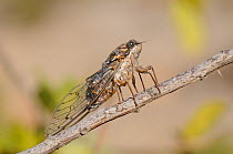 Grey cicada (Cicada orni) probing a twig with its stylet, Kilada, Peloponnese, Greece, August.