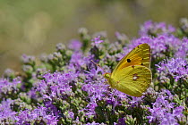 Clouded yellow butterfly (Colias croceus) feeding on Headed thyme / Wild thyme flowers (Thymus capitatus), Crete, Greece, May.