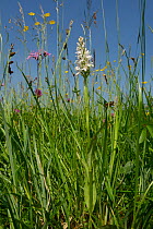Common spotted orchid (Dactylorhiza fuchsii), pale form, flowering alongside Ragged robin (Silene flos-cuculi) Common buttercups (Ranunculus acris) and Red clover (Trifolium pratense) in a traditional...