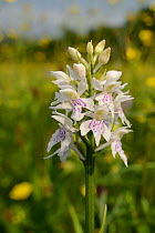 Common spotted orchid (Dactylorhiza fuchsii), pale form, flowering in a traditional hay meadow, Wiltshire, UK, June.