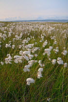 Dense stand of Common cottongrass (Eriophorum angustifolium) flowering on damp moorland, the Gower peninsula, Wales, UK, June.