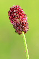 Great burnet (Sanguisorba officinalis) flower close-up, traditional hay meadow, Wiltshire, UK, June.