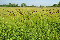 Dense stand of Great burnet (Sanguisorba officinalis) flowering in a traditional hay meadow, Wiltshire, UK, June.