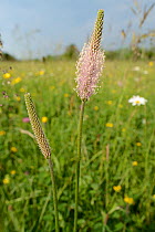 Hoary plantains (Plantago media) flowering in a traditional hay meadow, Wiltshire, UK, June.