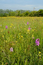 Southern marsh orchids (Dactylorhiza praeternissa), Common spotted orchids (Dactylorhiza fuchsii), Yellow rattle (Rhinanthus minor) and Buttercups (Ranuncuus acris) flowering in a traditional hay mead...