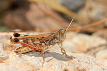 Moroccan Locust (Dociostaurus maroccanus), a species capable of forming devastating swarms, standing on a rock near the coast, Crete, Greece, May.