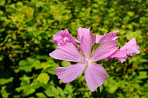 Musk mallow (Malva moschata) flowering in a woodland clearing, Gloucestershire, UK, July.