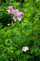Musk mallow (Malva moschata) flowering in a woodland clearing, Gloucestershire, UK, July.