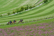Racehorses in training, racing up hillside gallops with pollen and nectar flower patch of Red campion (Silene dioica) in the foreground, Marlborough Downs, Wiltshire, UK, June.