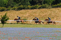Three racehorses in training, racing along gallops past fields of flowering Linseed (Linum usitatissimum), Marlborough Downs, Wiltshire, UK, July.