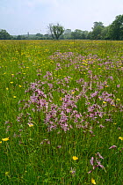 Dense stand of Ragged robin (Silene flos-cuculi) flowering alongside Common buttercups (Ranunculus acris) in a traditional hay meadow, Wiltshire, UK, June.