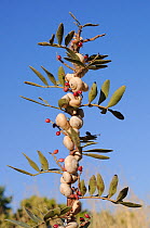 White garden snails (Theba pisana) aestivating on a plant stem, Peloponnese, Greece, August.