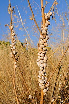 White garden snails (Theba pisana) aestivating on plant stems in coastal grassland, Peloponnese, Greece, August.