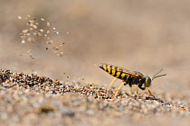 Female Sand wasp / Digger wasp (Bembix oculata) excavating a nest hole in beach sand, flinging sand behind it as it works, Crete, Greece, May.