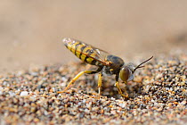 Female Sand wasp / Digger wasp (Bembix oculata) excavating a nest hole in beach sand, Crete, Greece, May.