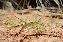 Long-nosed Grasshopper (Truxalis nasuta) excavating soil with her ovipositor before laying eggs in dried out marsh, Crete, Greece, May.