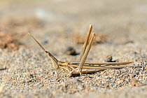 Long-nosed Grasshopper (Truxalis nasuta) well camouflaged on sand near the coast, Crete, Greece, May.