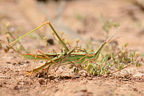 Long-nosed Grasshopper (Truxalis nasuta) attempting to mate with much larger female as she lays eggs in dried out marsh, Crete, Greece, May.