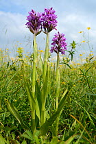 Southern marsh orchid (Dactylorhiza praeternissa) group flowering in a traditional hay meadow, Wiltshire, UK, June.