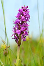 Southern marsh orchid (Dactylorhiza praeternissa) flowering in a traditional hay meadow, Wiltshire, UK, June.