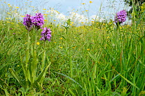 Southern marsh orchids (Dactylorhiza praeternissa) flowering in a traditional hay meadow, Wiltshire, UK, June.