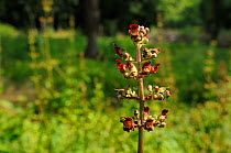 Water figwort (Scrophularia auriculata) flowering in a damp woodland clearing, Gloucestershire, UK, July.