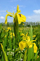 Yellow flag irises (Iris pseudacorus) flowering in a ditch in a damp lowland meadow with a Snout / Duck-billed Hoverfly (Rhingia campestris) resting on a petal, Wiltshire, UK, June.