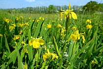 Yellow flag irises (Iris pseudacorus) flowering in a ditch in a damp lowland meadow, Wiltshire, UK, June.