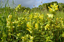 Dense stand of Yellow rattle (Rhinanthus minor) flowering in a chalk grassland meadow, Wiltshire, UK, June.
