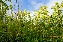 Low angle view of a dense stand of Yellow rattle (Rhinanthus minor) flowering in a chalk grassland meadow, Wiltshire, UK, June.