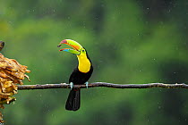 Keel billed toucan (Ramphastos sulfuratus) feeding on insect, Costa Rica.