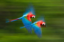 Red and green macaws (Ara chloropterus) in flight, motion blurred photograph, Buraxo das aras, Brazil.