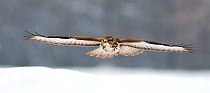 Common buzzard (Buteo buteo) in flight over snow, Pusztaszer, Hungary, January.