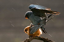 Red footed falcons (Falco vespertinus) mating in the rain, Hungary, May.