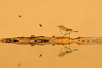 Common chiffchaff (Phylloscopus collybita) in front of sand dune with bees, reflected in water, Pusztaszer, hungary, May.