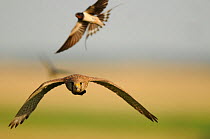 Barn swallow (Hirundo rustica) mobbing Euasian Kestrel (Falco tinnunculus) Pusztaszer, Hungary, June.