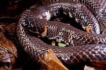 Red-tailed pipe snake (Cylindrophis ruffus) in defensive posture,  South East Asia.