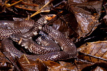 Red-tailed pipe snake (Cylindrophis ruffus) in defensive posture,  South East Asia.