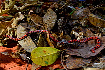 Pipe snake (Anilius scytale scytale) in leaf litter, French Guiana