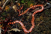 Pipe snake (Anilius scytale scytale) in leaf litter, French Guiana