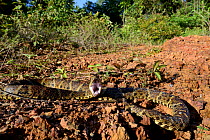 Lance-headed viper (Bothrops atrox) French Guiana