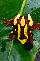 Beireis' treefrog (Dendropsophus leucophyllatus) on leaf, French Guiana.