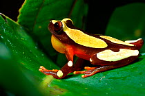 Beireis' treefrog (Dendropsophus leucophyllatus) caling on leaf, French Guiana.