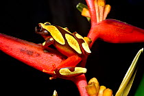 Beireis' treefrog (Dendropsophus leucophyllatus) on Heleconius flower, French Guiana.