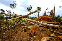 Primary forest destroyed by bull-dozer, French Guiana, April 2013.