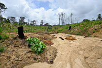 Primary forest destroyed by bull-dozer, French Guiana, April 2013.