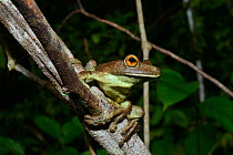Rusty tree frog (Hypsiboas boans) on branch, French Guiana.