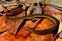 Two-lined Caecilian (Rhinatrema bivittatum) French Guiana.