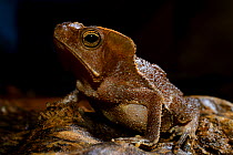 South American toad (Rhinella margaritifera) female portrait, French Guiana.